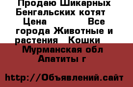 Продаю Шикарных Бенгальских котят › Цена ­ 17 000 - Все города Животные и растения » Кошки   . Мурманская обл.,Апатиты г.